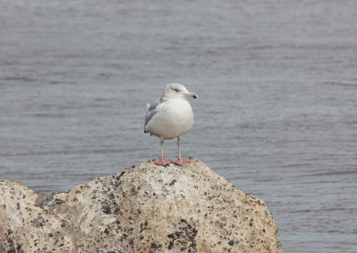 Herring Gull- - ML84486481