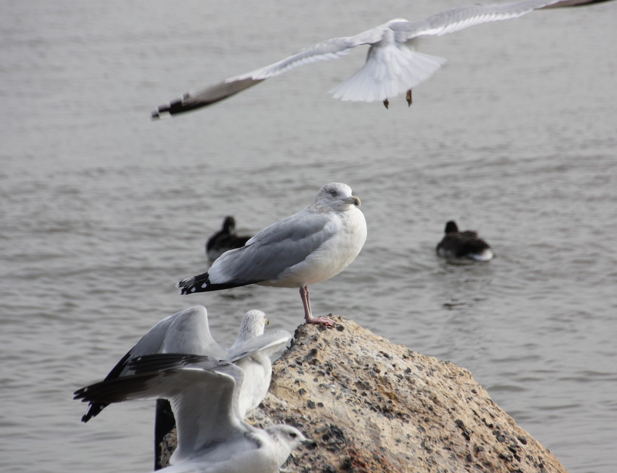 Herring Gull- - ML84486491