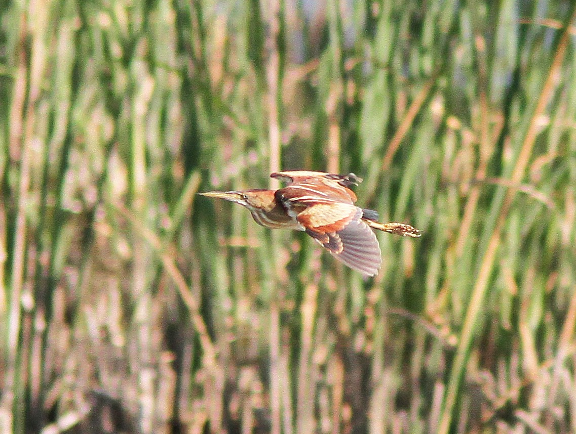 Least Bittern - ML84487451