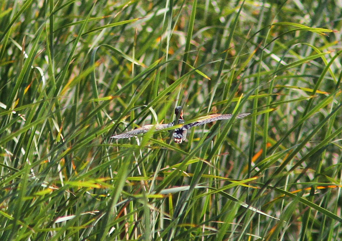 Least Bittern - ML84487511