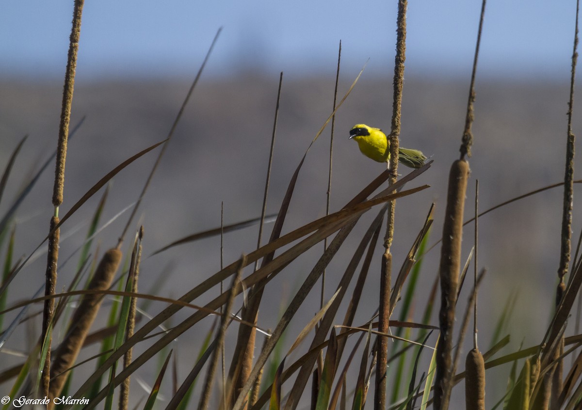 Belding's Yellowthroat - ML84489371