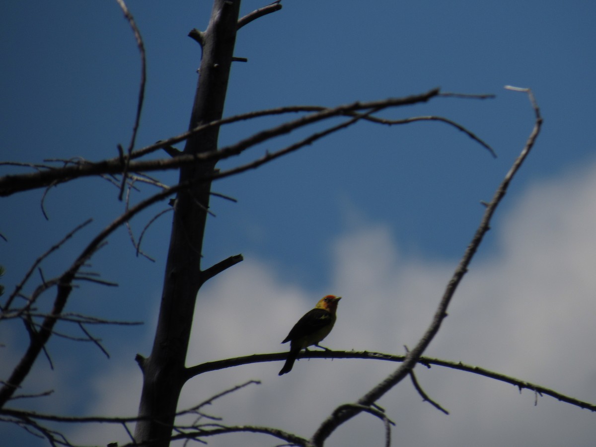 Western Tanager - ML84489561