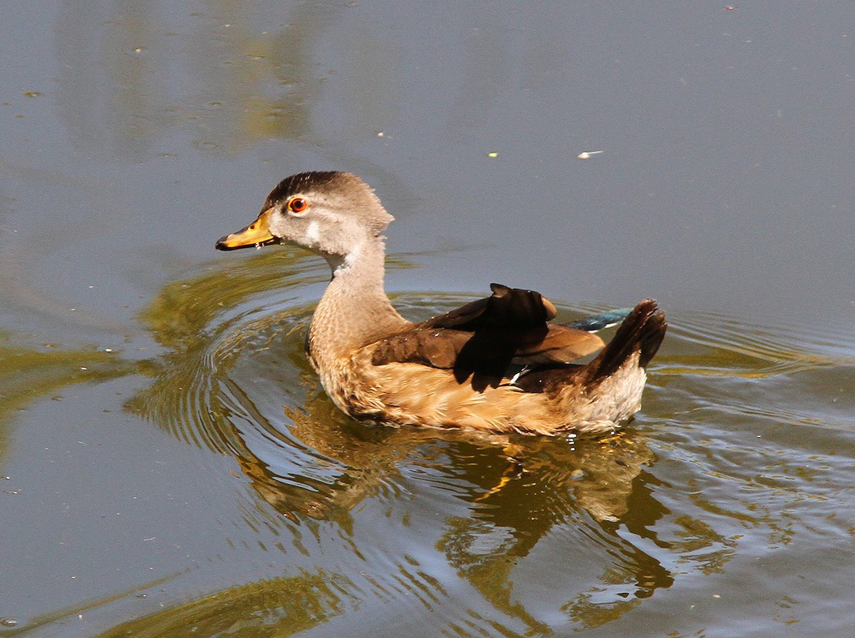 Wood Duck - ML84489611