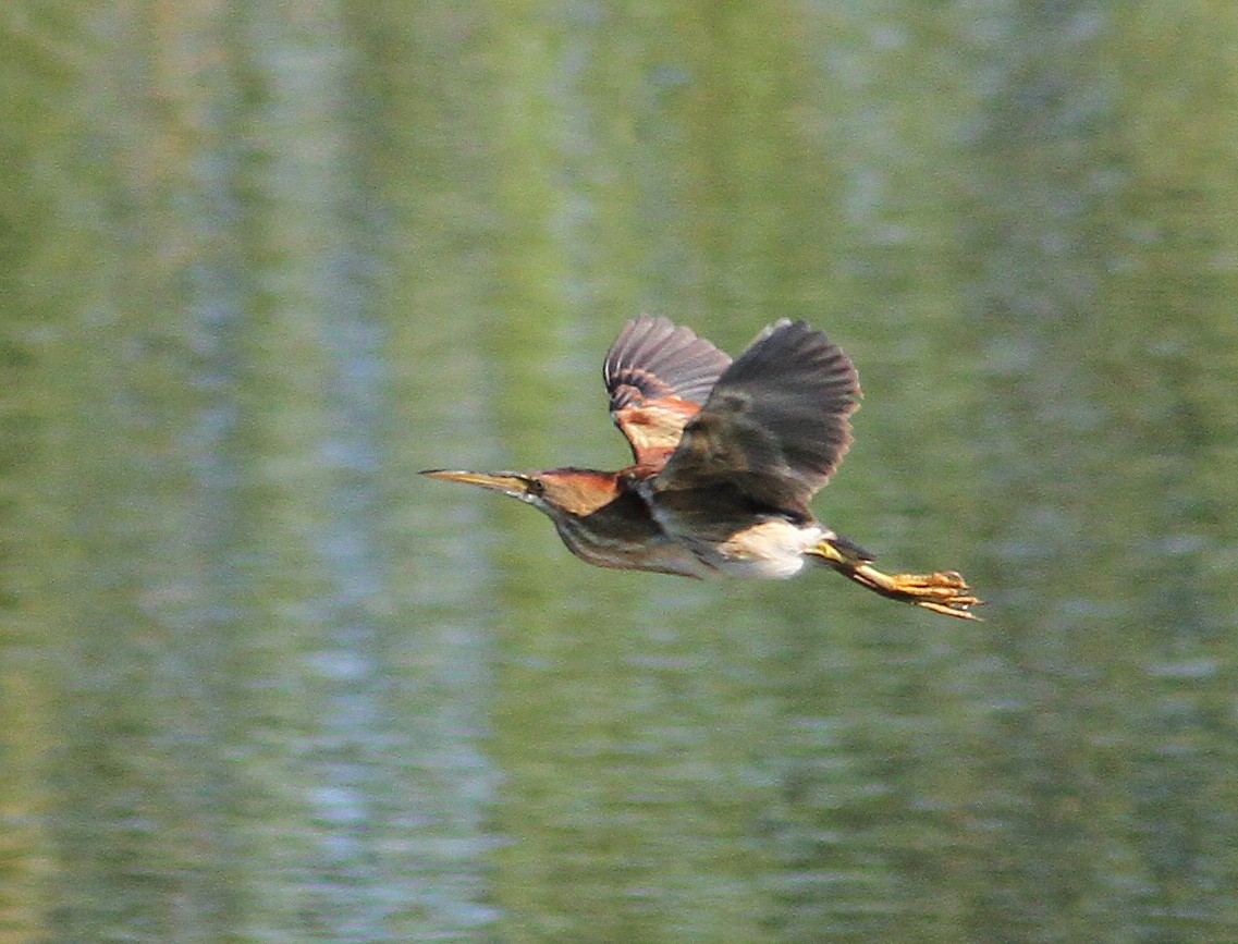 Least Bittern - ML84490011