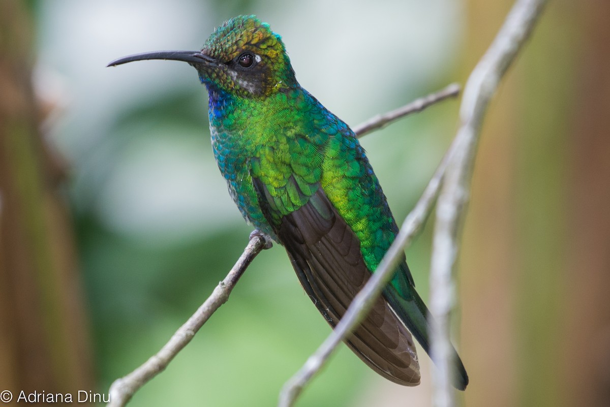 Colibrí Coliblanco - ML84490521