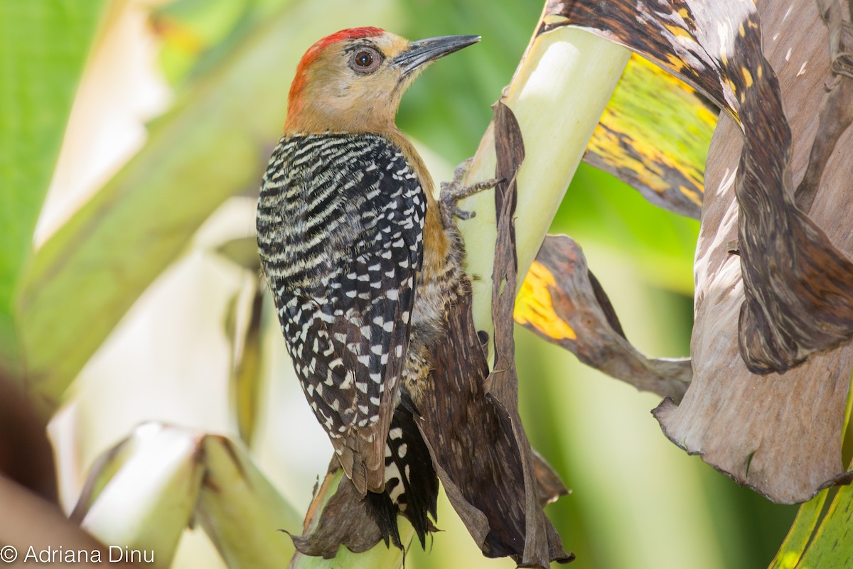 Red-crowned Woodpecker - ML84491231