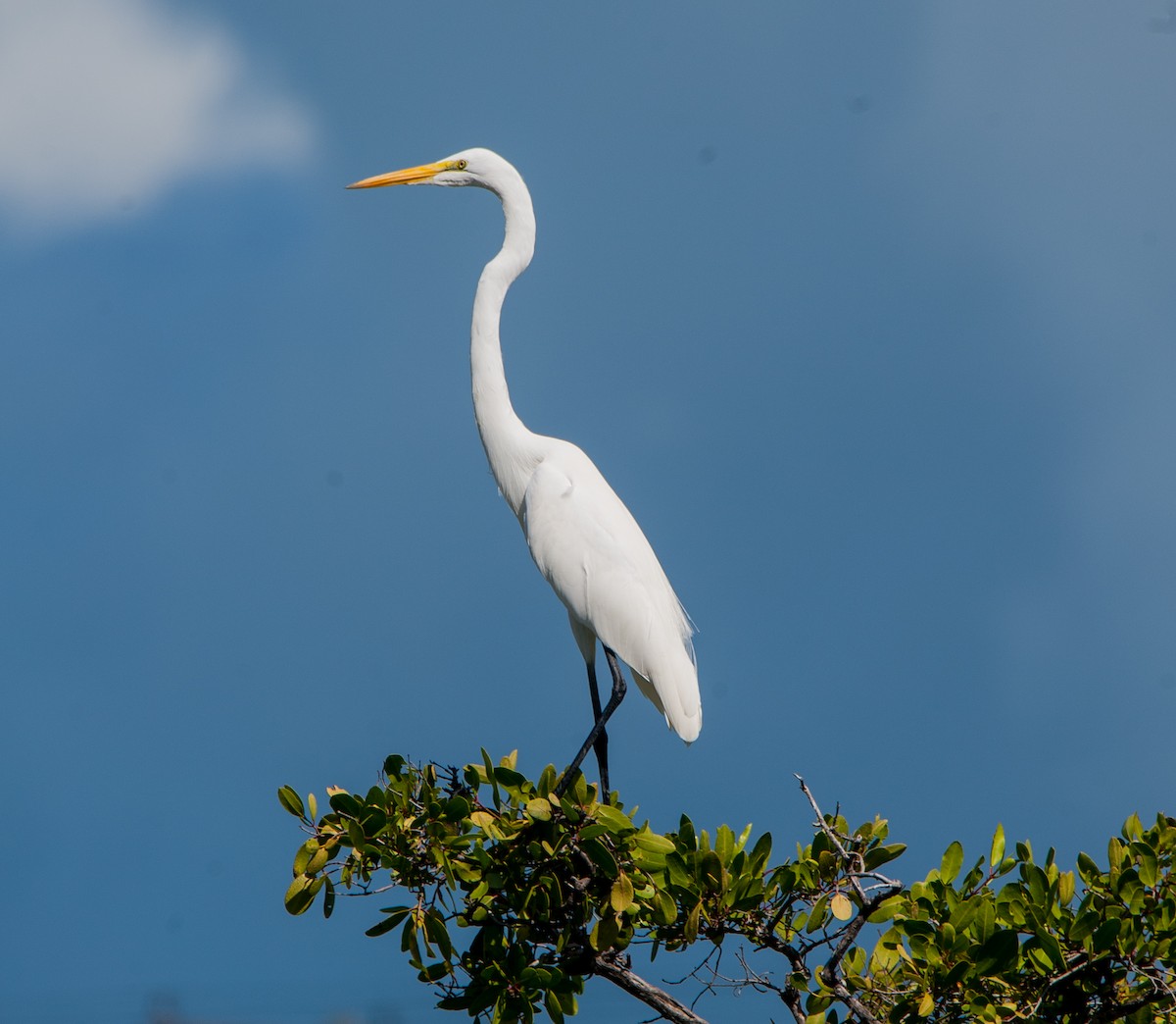 Great Egret - Wayne Fidler