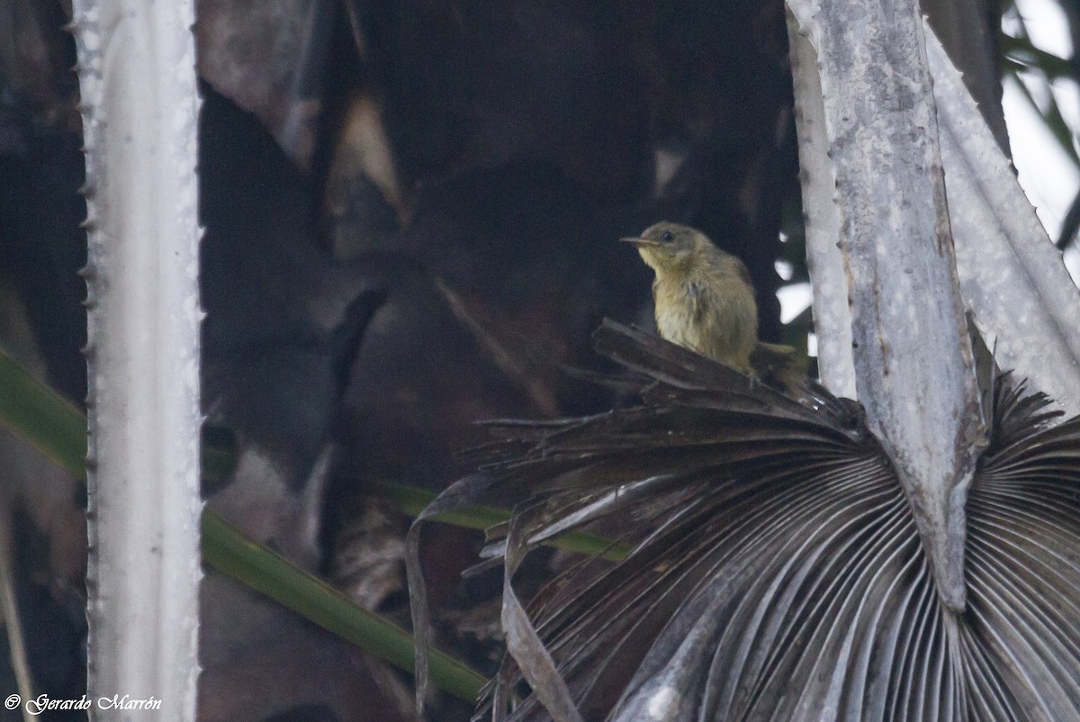 Belding's Yellowthroat - Gerardo Marrón