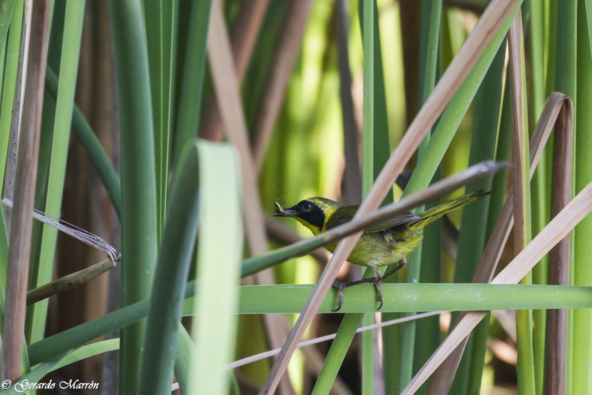 Belding's Yellowthroat - ML84493051