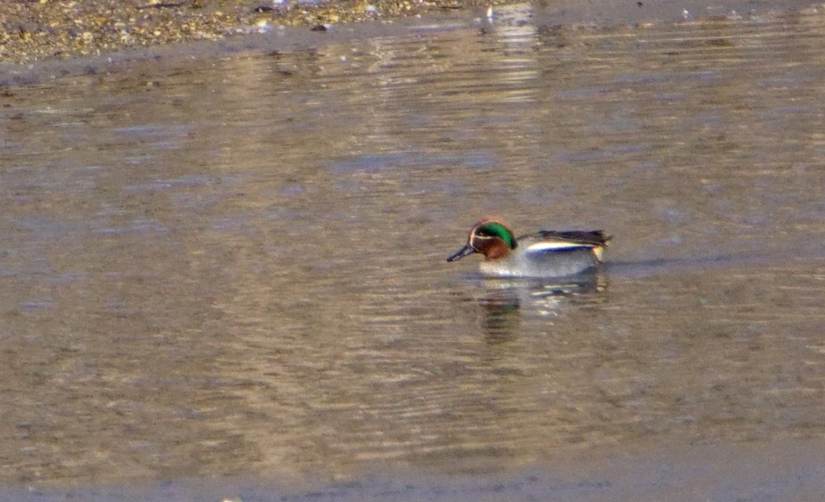 Green-winged Teal (Eurasian) - John Daniel