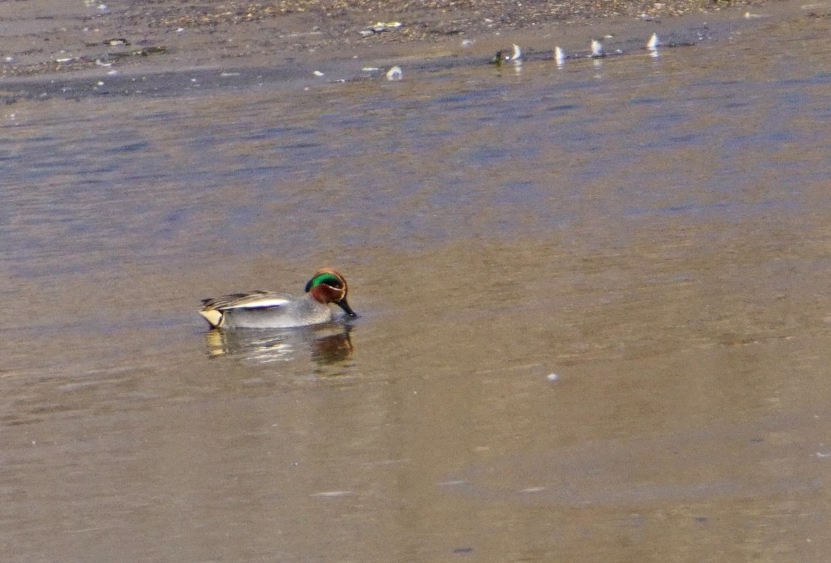 Green-winged Teal (Eurasian) - John Daniel