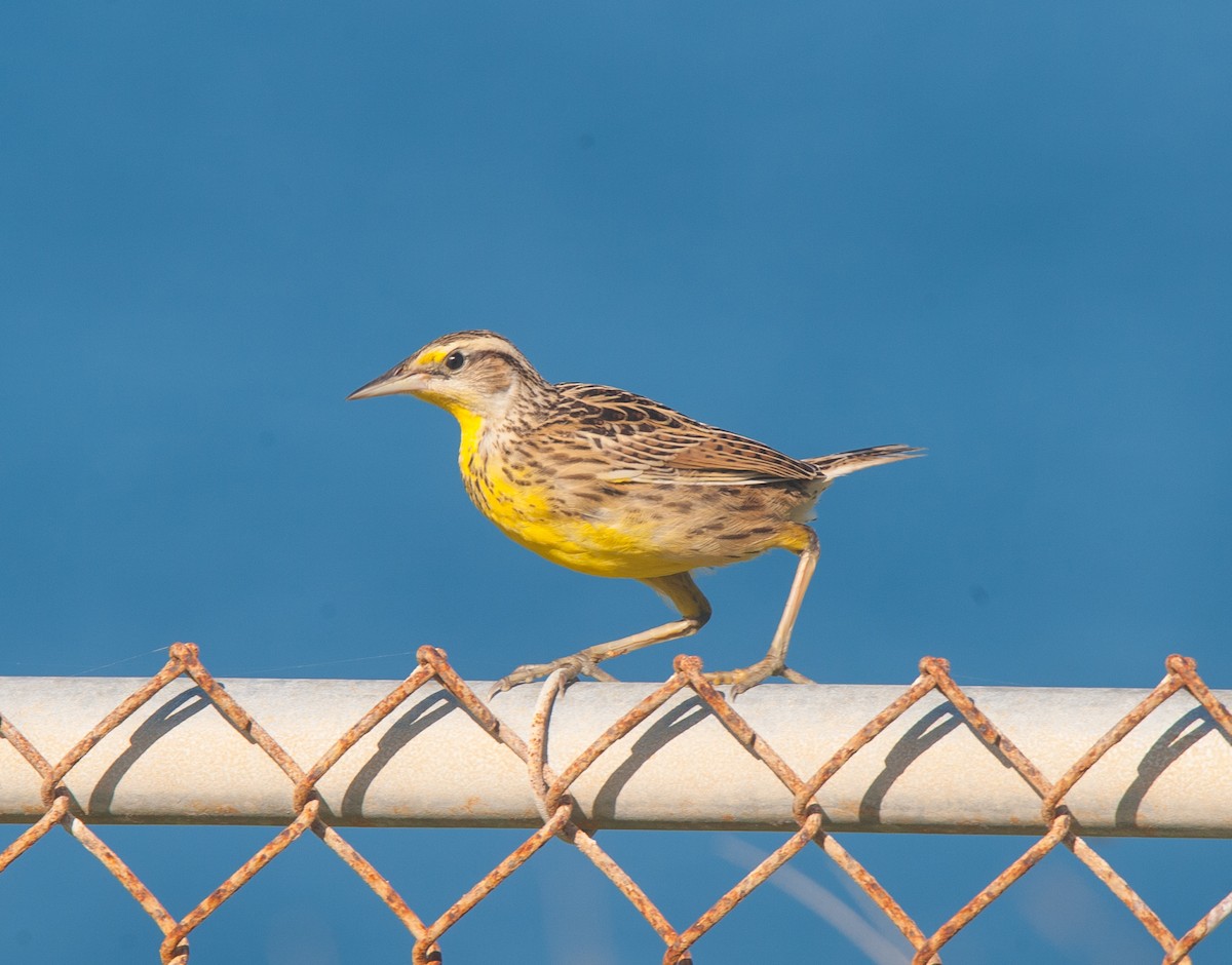 Eastern Meadowlark (Cuban) - ML84495761