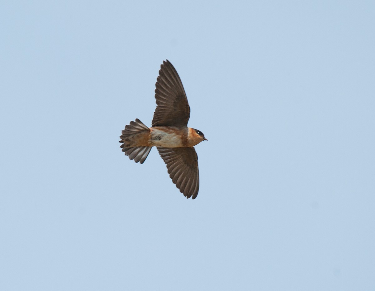 Golondrina Pueblera - ML84495901