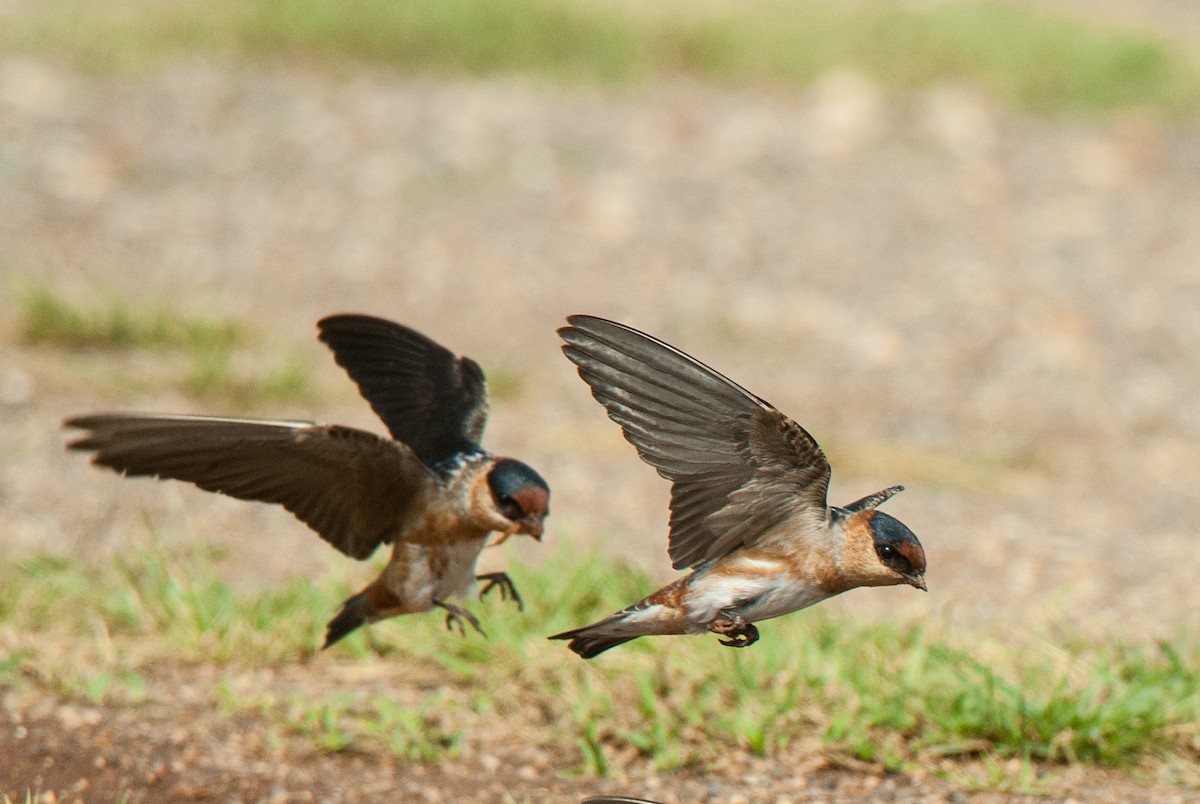 Golondrina Pueblera - ML84495921