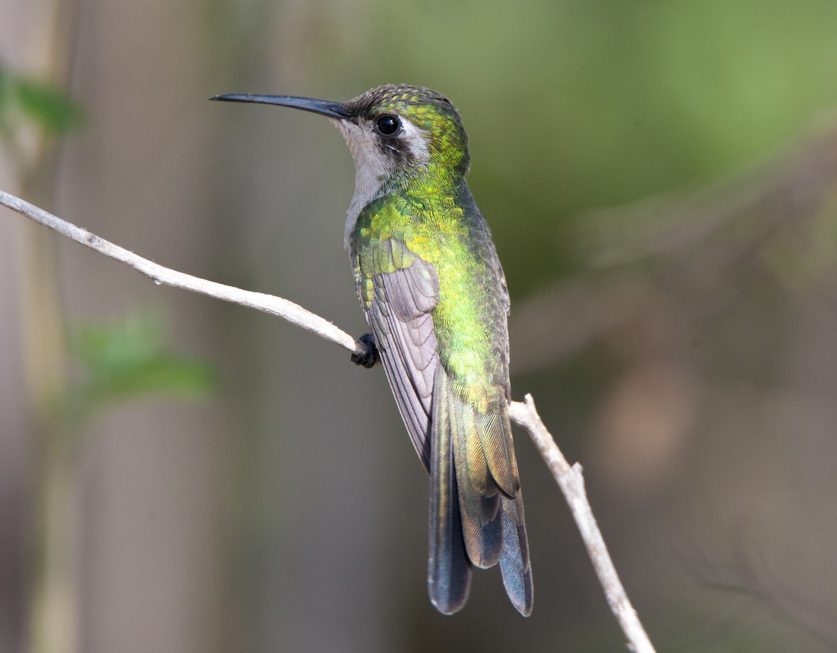 kolibřík kubánský - ML84496601