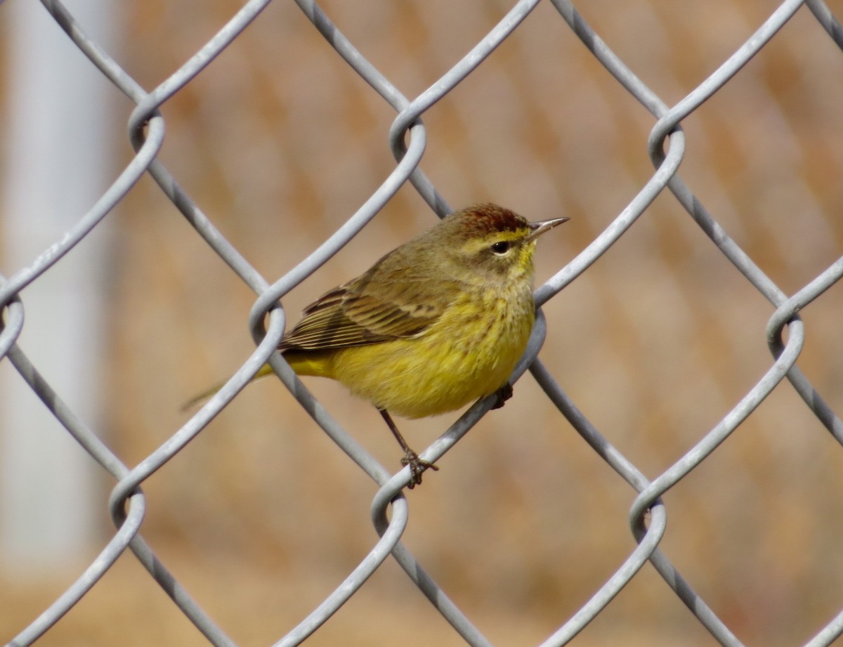 Palm Warbler - Lois Stacey