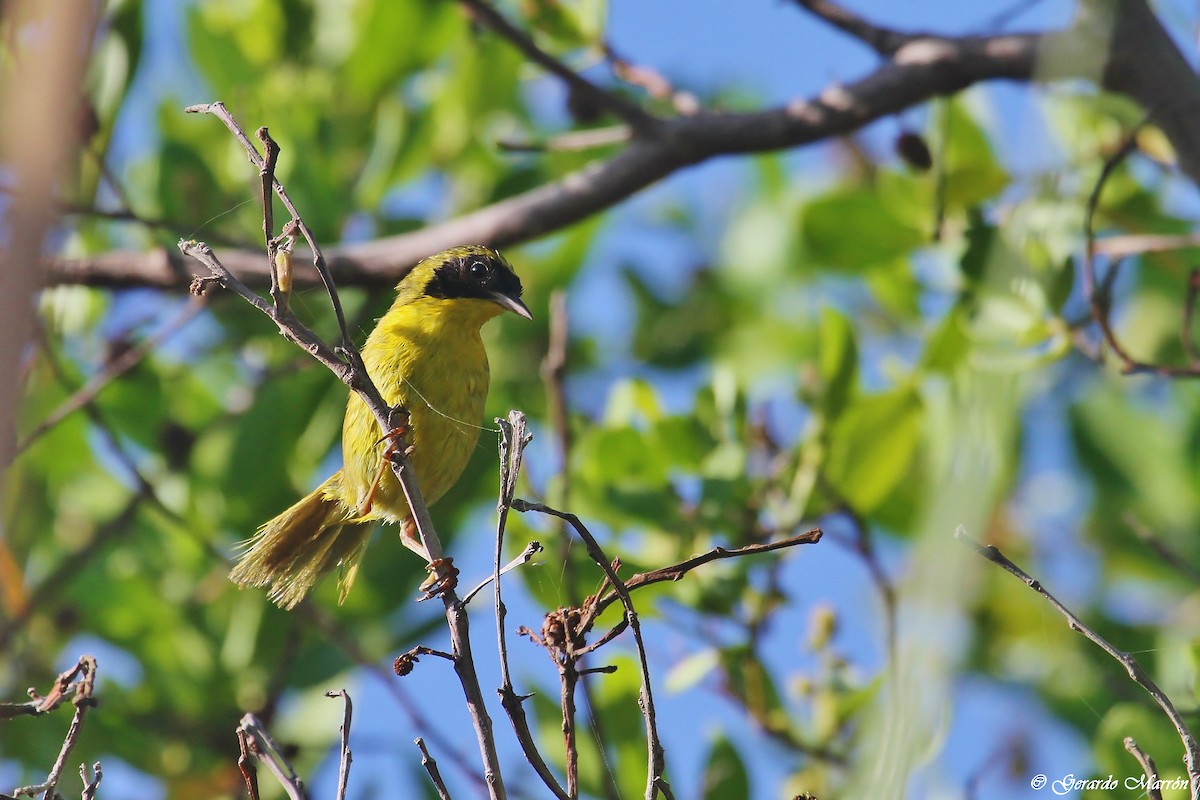 Belding's Yellowthroat - ML84497581