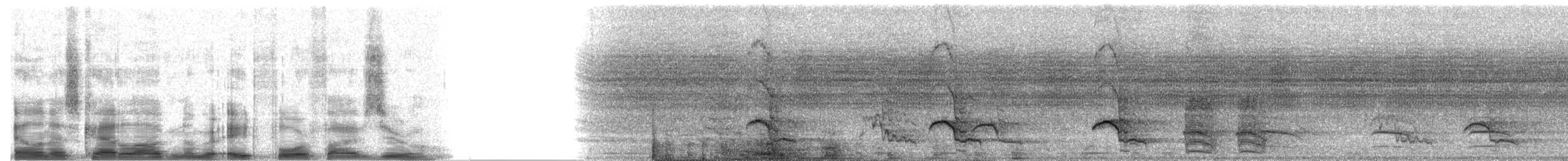 Red-crowned Amazon - ML8450