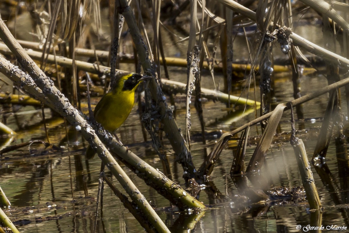 Belding's Yellowthroat - ML84500351