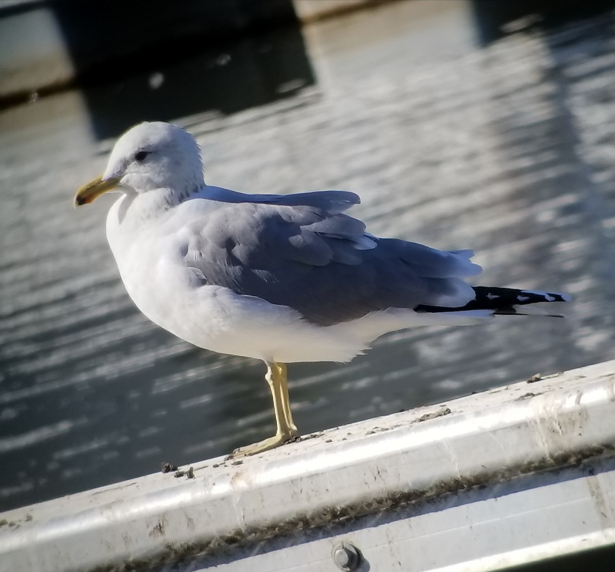 California Gull - ML84504291