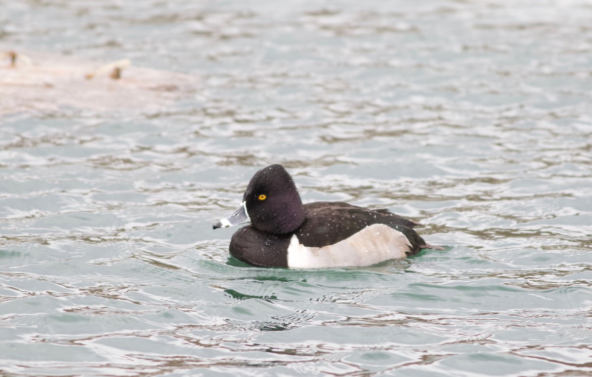 Ring-necked Duck - Iain Fleming