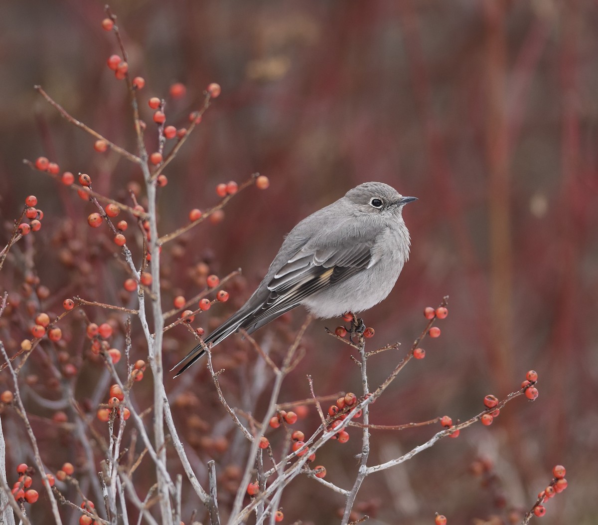 Townsend's Solitaire - ML84504581