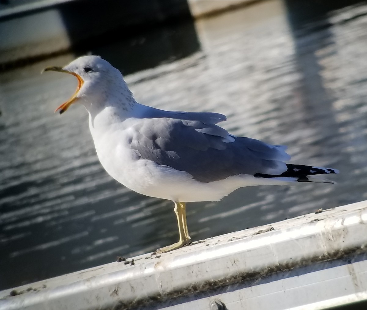 California Gull - ML84505081