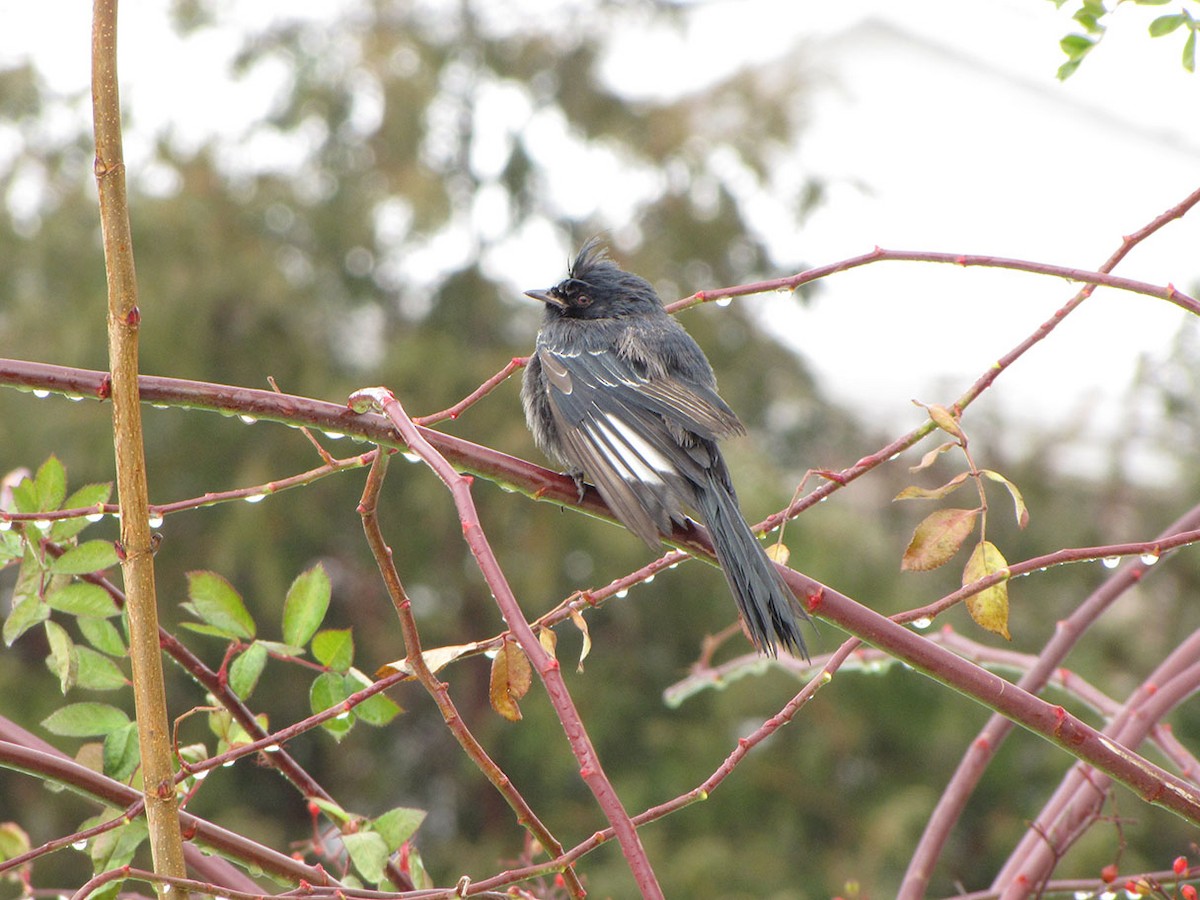 Phainopepla - Mourad Jabra