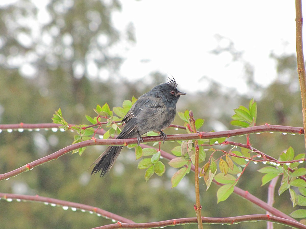 Phainopepla - Mourad Jabra