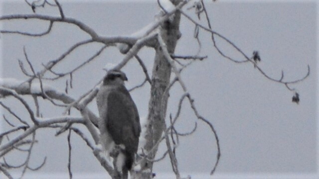 American Goshawk - Robin Collman