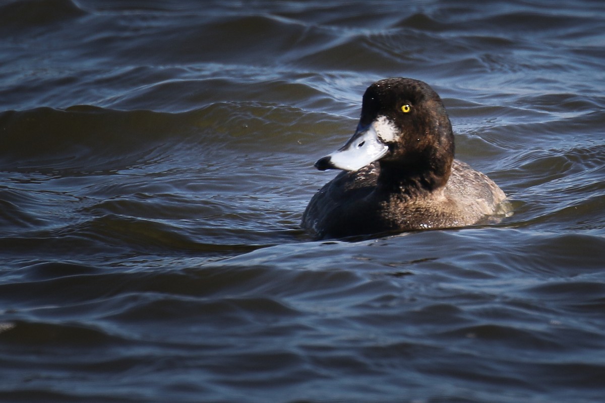 Greater Scaup - ML84505961