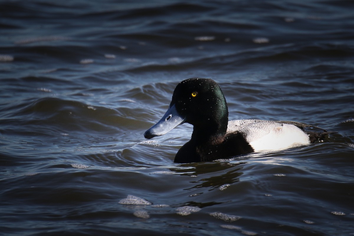 Greater Scaup - ML84505971