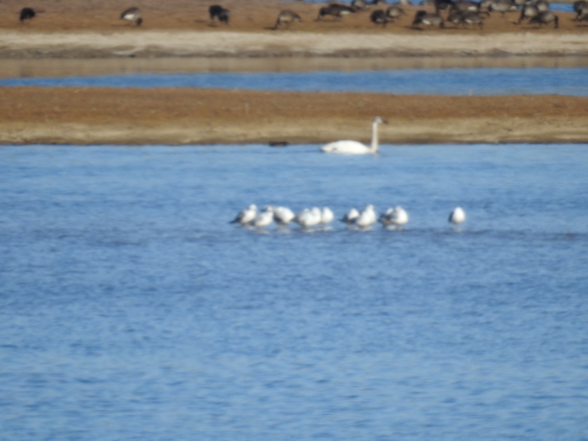 Tundra Swan - ML84506581