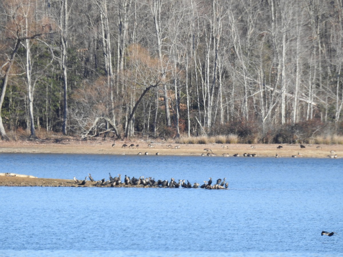 Double-crested Cormorant - ML84506871