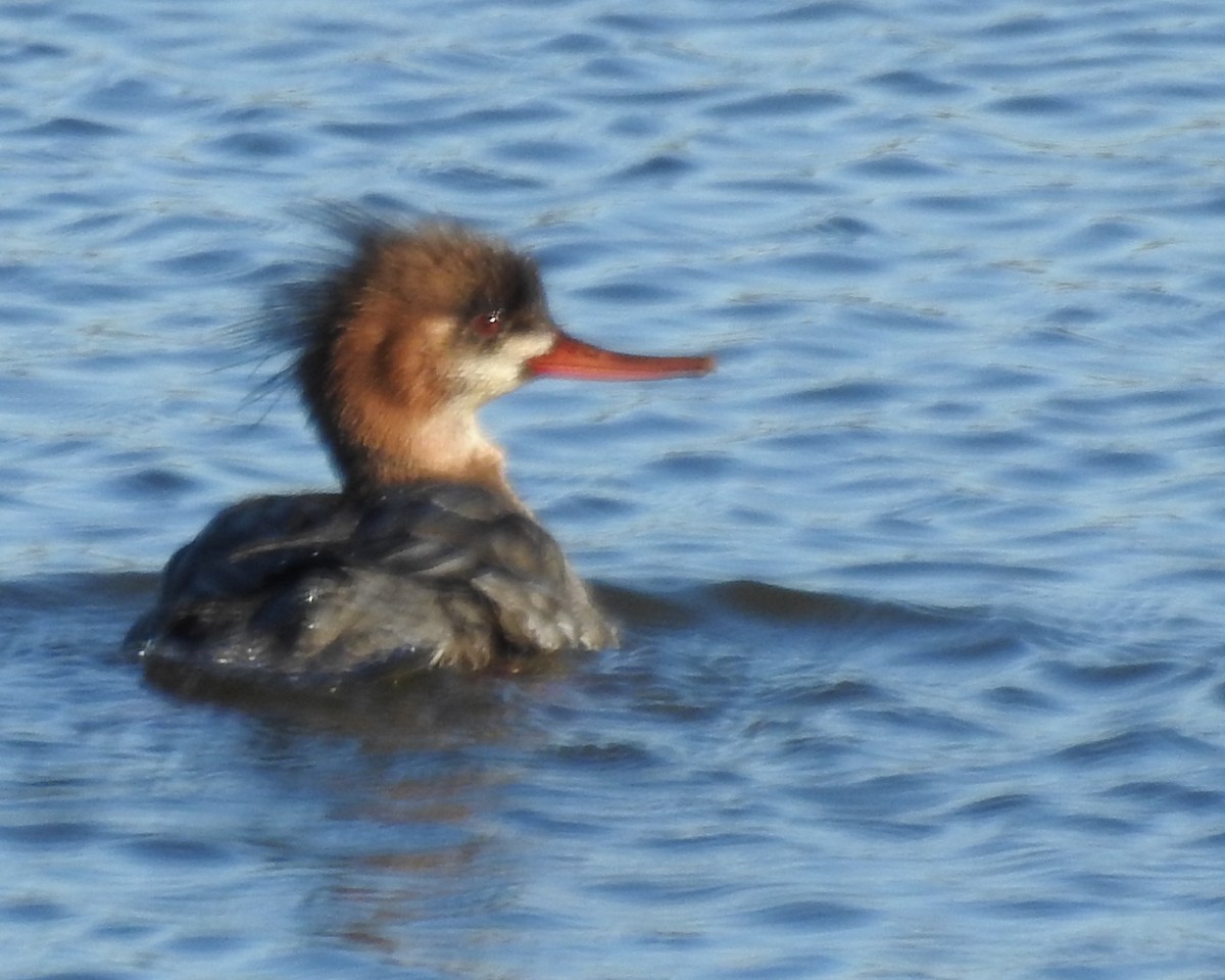 Red-breasted Merganser - ML84507071