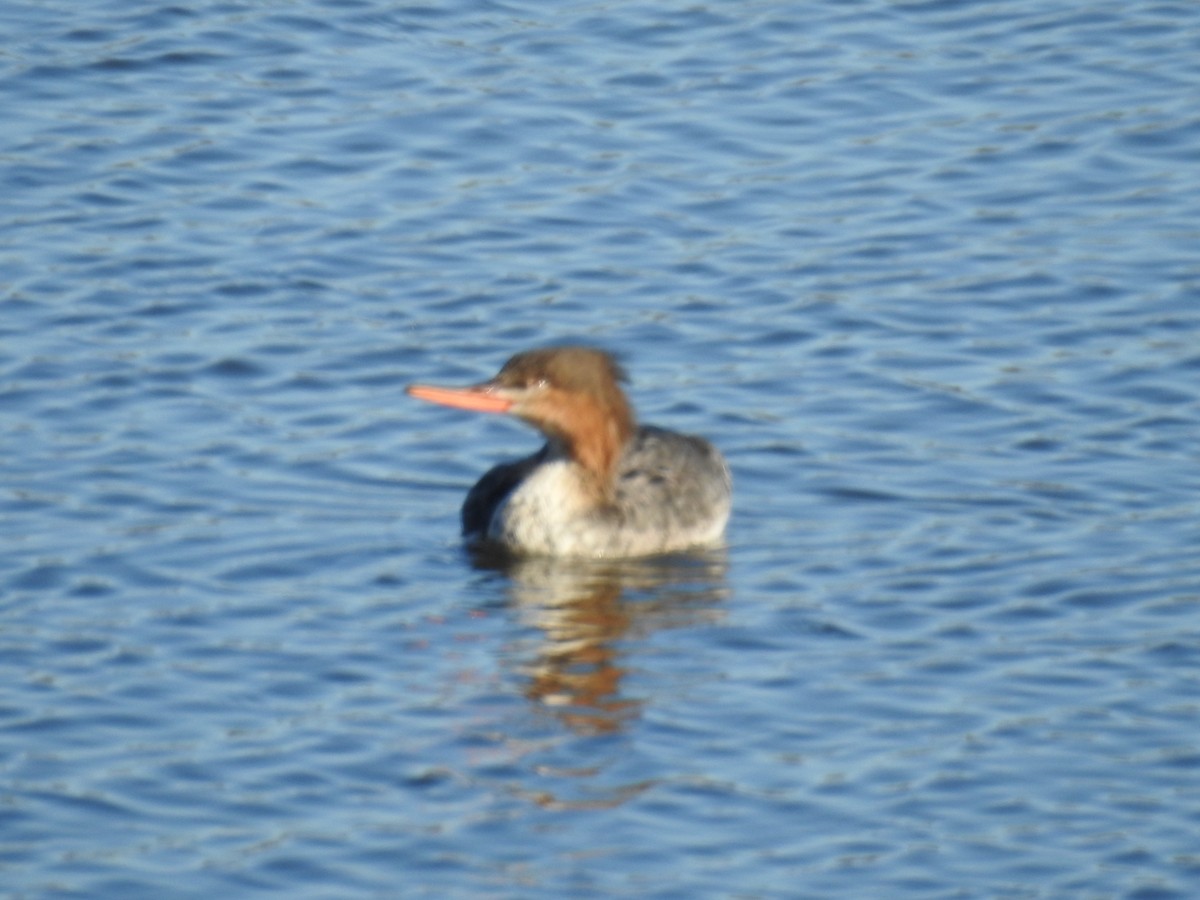 Red-breasted Merganser - Carlton Noll