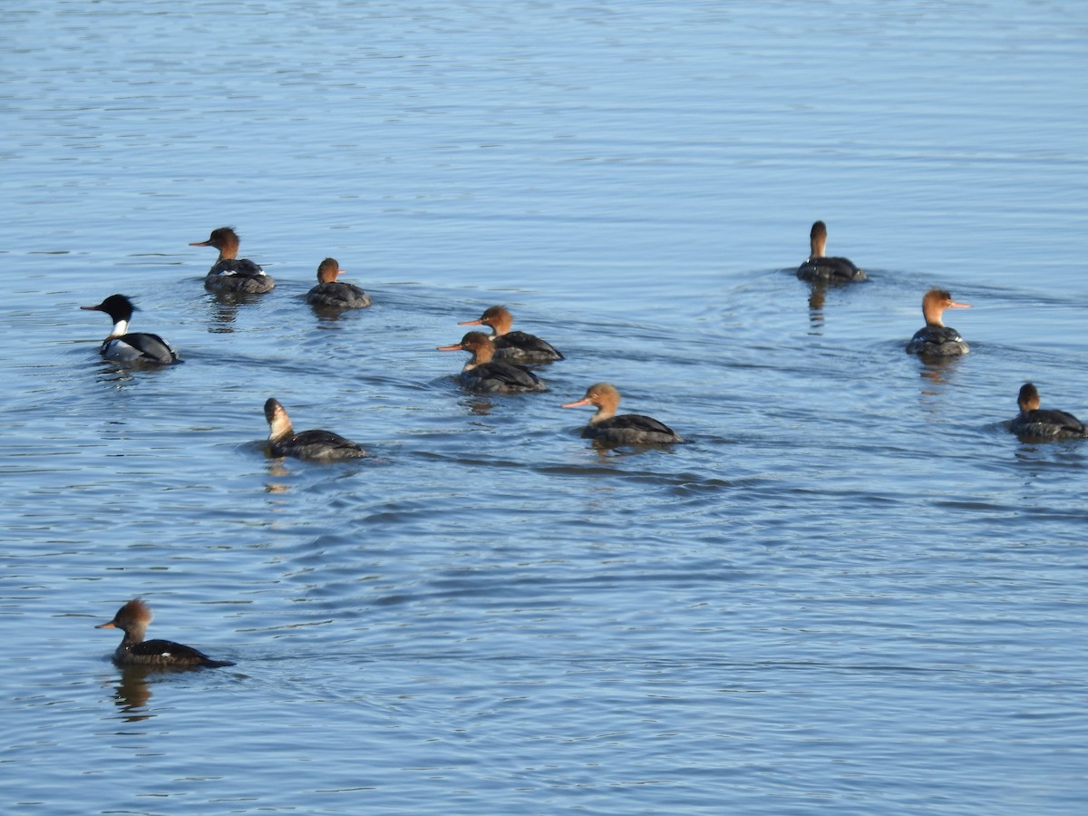 Red-breasted Merganser - ML84507251