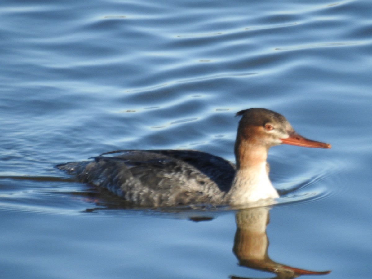 Red-breasted Merganser - ML84507261