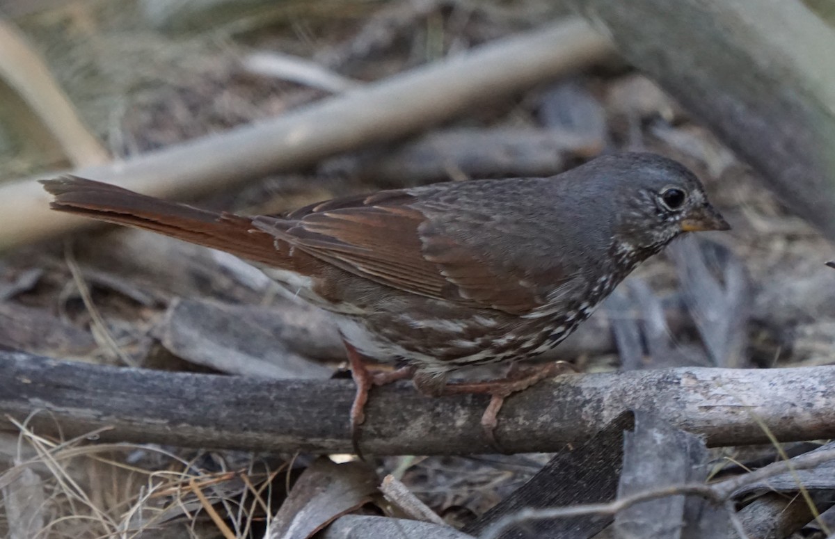 Fox Sparrow (Slate-colored) - ML84508861