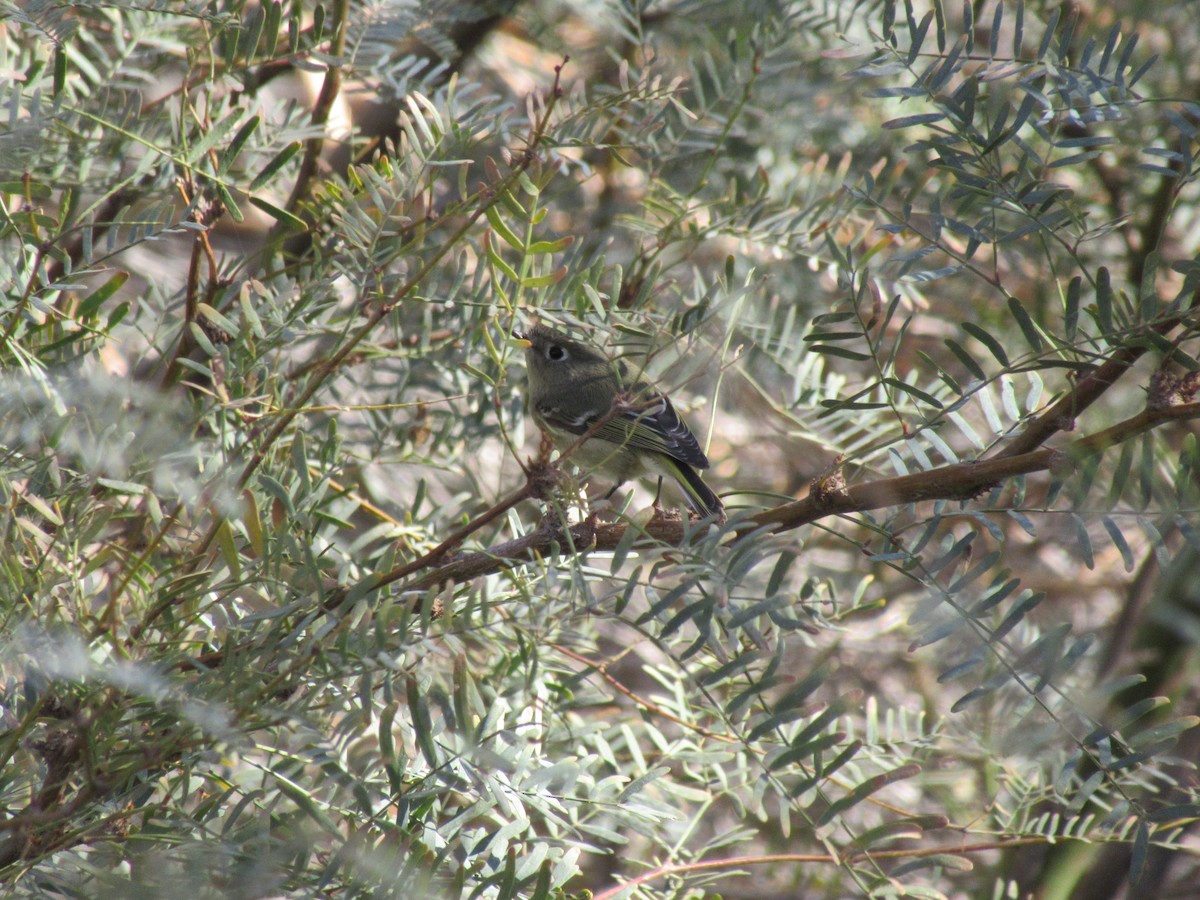 Ruby-crowned Kinglet - ML84509721