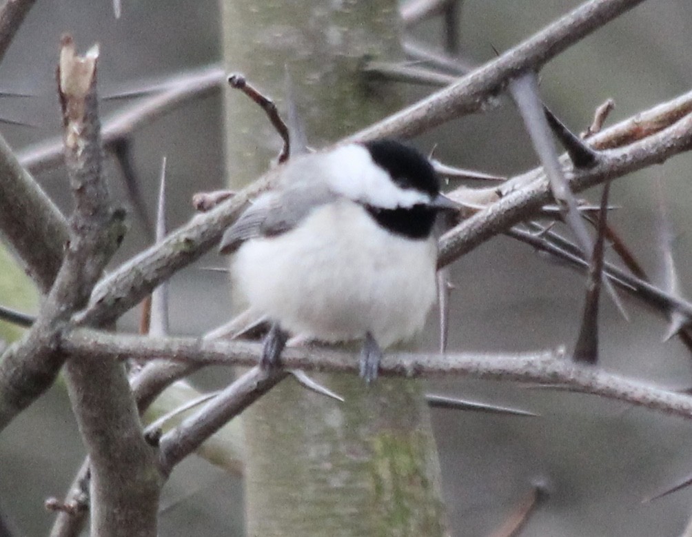 Carolina Chickadee - ML84510671