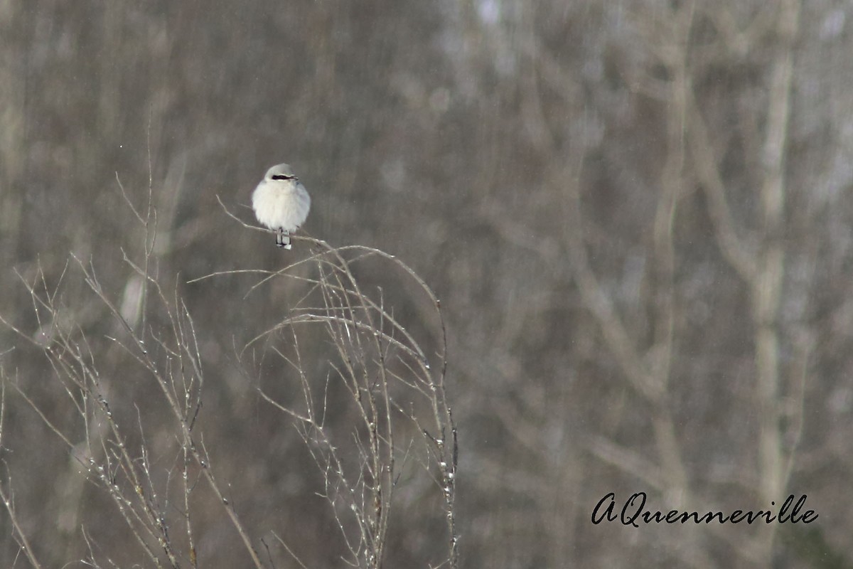 Northern Shrike - ML84511051