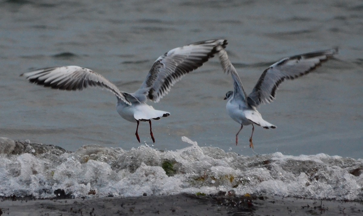 Black-headed Gull - Steve Tucker