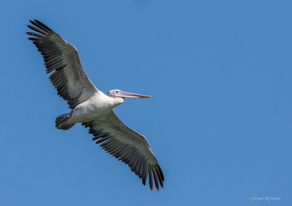 Spot-billed Pelican - Fareed Mohmed