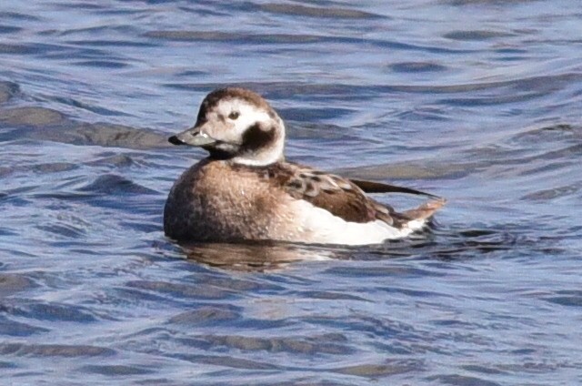 Long-tailed Duck - Anonymous