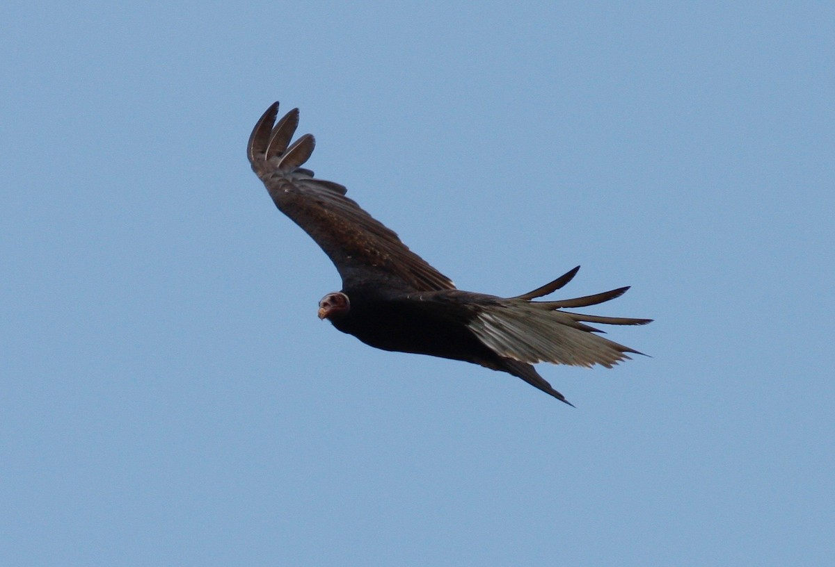 Turkey Vulture (Tropical) - ML84520511