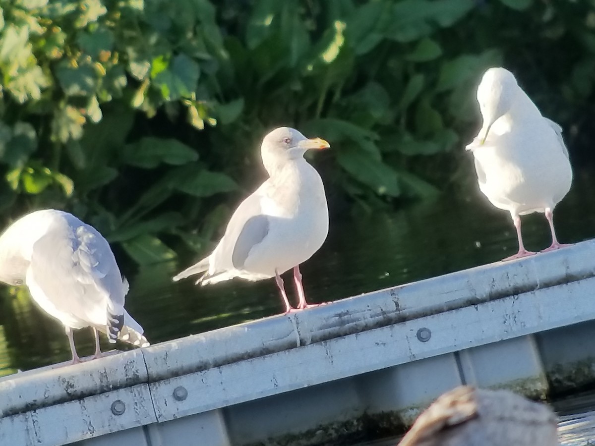 Iceland Gull (Thayer's) - ML84522001