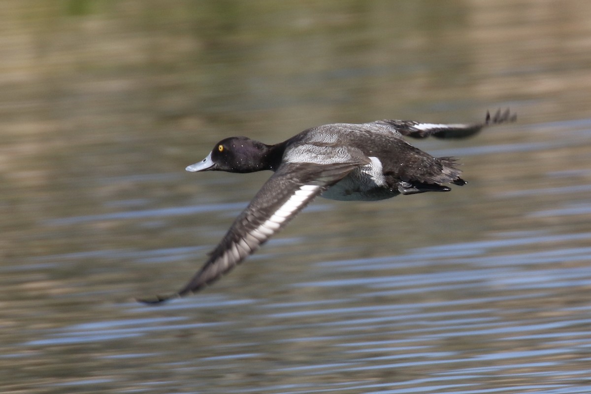 Lesser Scaup - ML84523361