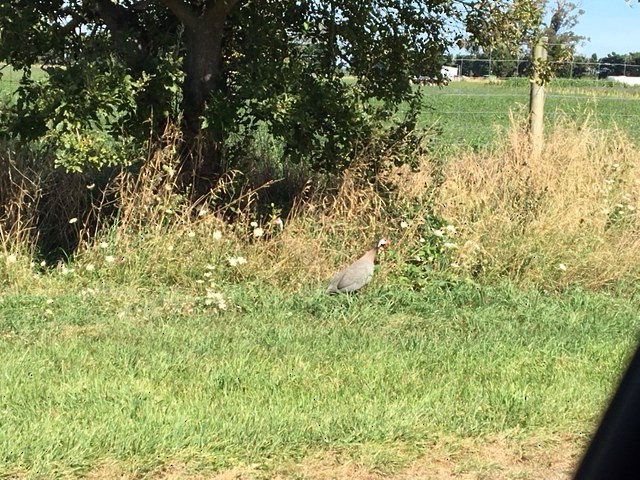 Helmeted Guineafowl - ML84524431