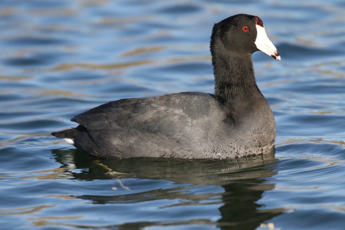 American Coot - ML84524551